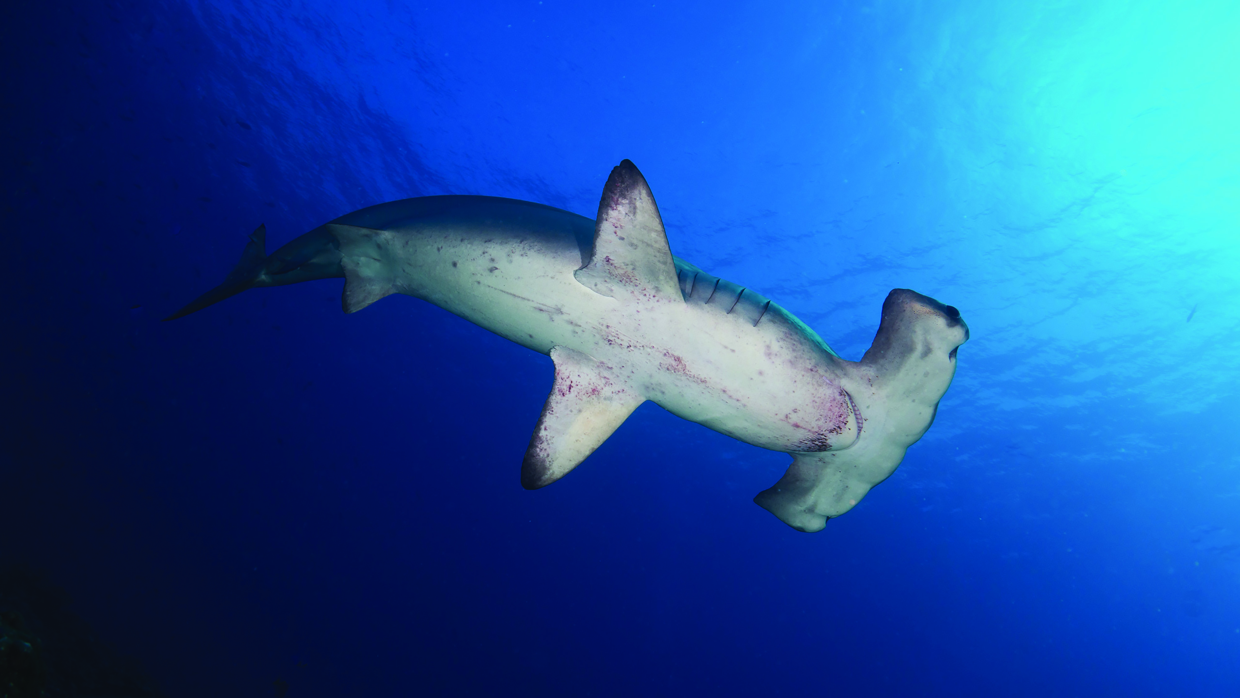 Scalloped Hammerhead Shark (Sphyrna lewini)