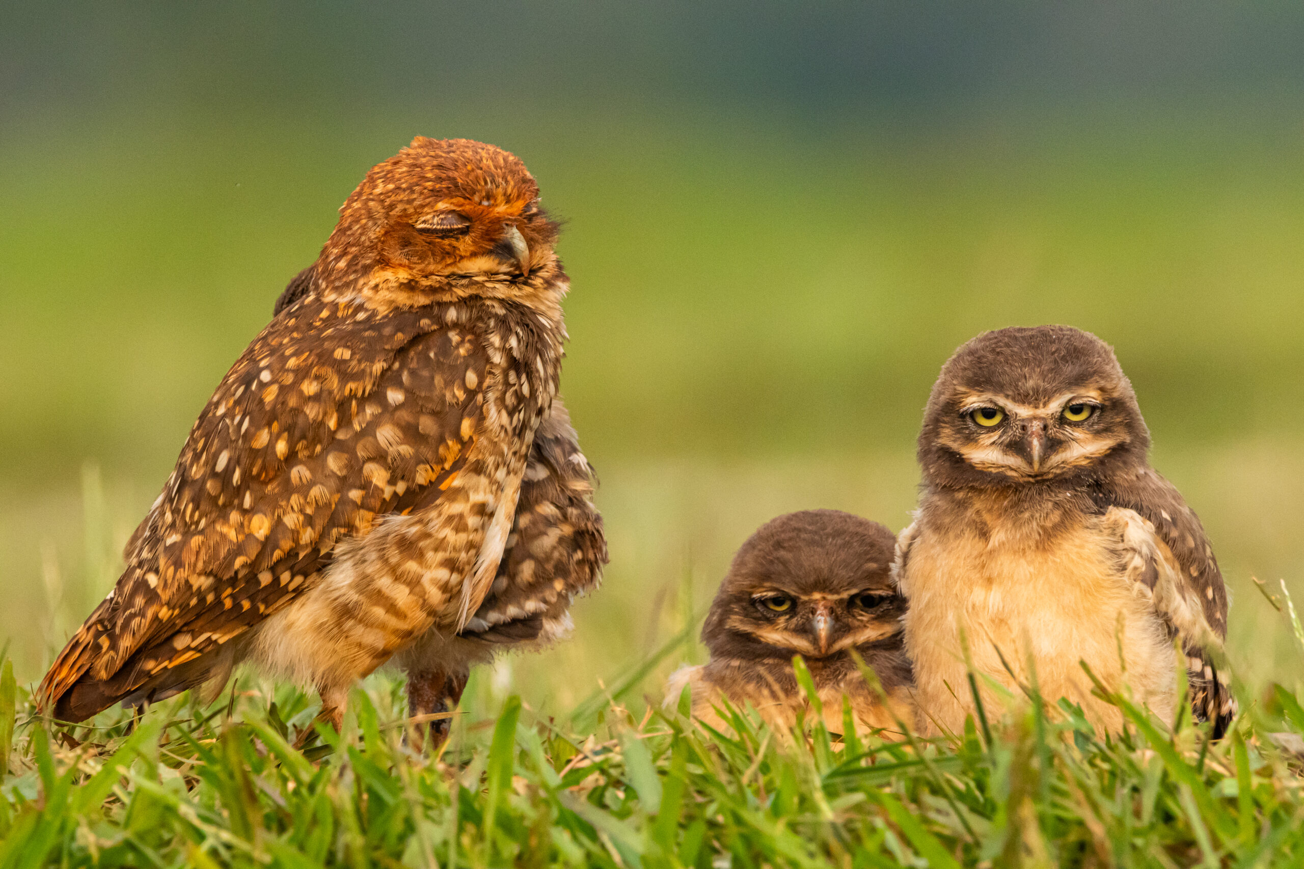 Foto: Gabriel Marchi.